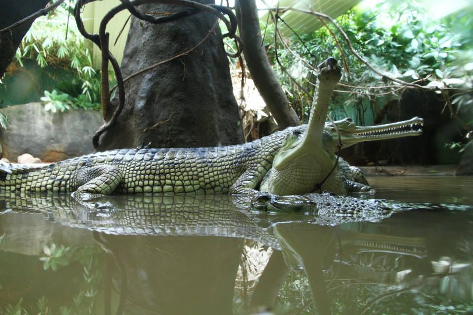 Pavilon Gaviálů, foto (c) Petr Velenský, Zoo Praha